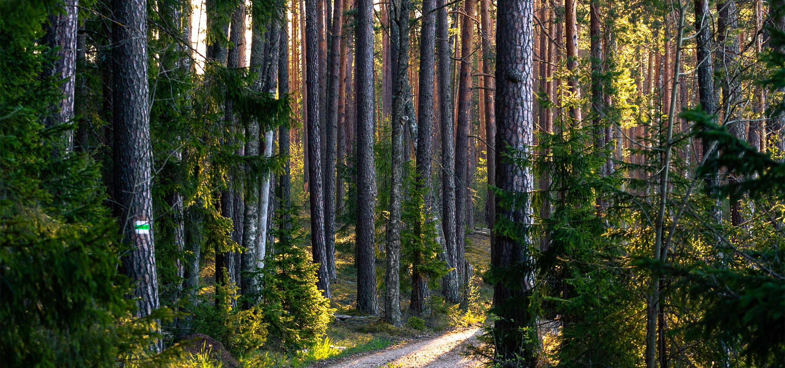Haavametsa OÜ - raieõiguse ja metsakinnistu ost üle Eesti